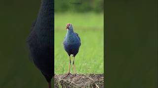 Grayheaded Swamphen Activity Of Swamphen pretty Bird Of Chitwan In Farmlandbirds viral song [upl. by Sherry]