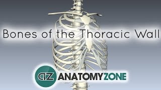 Bones of the Thoracic Wall  3D Anatomy Tutorial [upl. by Basilio]