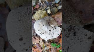 Tricholoma pardinum [upl. by Kcorb856]