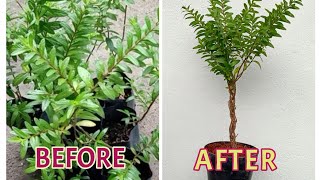 Braiding Mexican Heather Plant Cuphea Hyssopifolia To Look Like A Small Tree [upl. by Yesnel936]