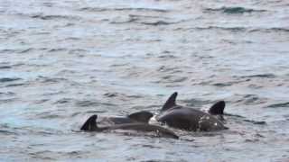 Dolphin and whale watching Tarifa Strait of Gibraltar [upl. by Anyala]