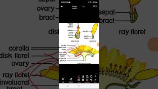 Inflorescence amp its types fully detailed  mcq [upl. by Skardol]