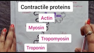 Contractile proteins  actin  myosin  tropomyosin  Troponin  Bsc  PUC  Life Sciences [upl. by Kirima]