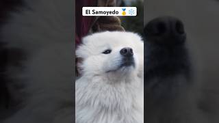 Lo que no sabias de los SAMOYEDOS amor historia mascotas hermoso perros vida curiosidades [upl. by Dmitri]