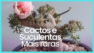 23 ESPÉCIES DE CACTOS E PLANTAS SUCULENTAS RARAS PARA IDENTIFICAÇÃO [upl. by Odnaloy]