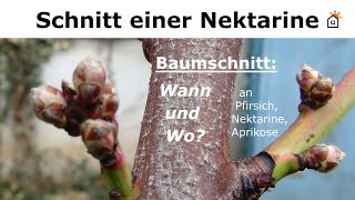 Nektarinenschnitt Baumschnitt an Nektarine Pfirsich [upl. by Celine]