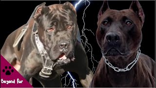 Bandog Mastiff Life in Constant Chain Position [upl. by Euqirat]