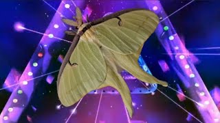 Luna Moth Compilation  MothLifeCycles [upl. by Diskin617]