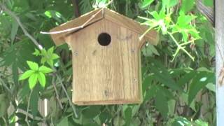 Chickadee at WBU Nest Box [upl. by Suhpoelc]