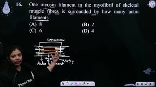 One myosin filament in the myofibril of skeletal muscle fibres is surrounded by how many actin f [upl. by Tormoria345]