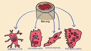 Bone Formation amp Endochondral Ossification [upl. by Ehling698]