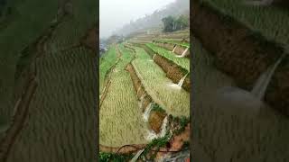 Thoát nước cho ruộng bậc thang  Quá nguy hiểm gionglua farming goldseed [upl. by Erbua]