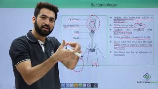 Class 11th – Virus – Bacteriophage  Biological Classification  Tutorials Point [upl. by Naret820]