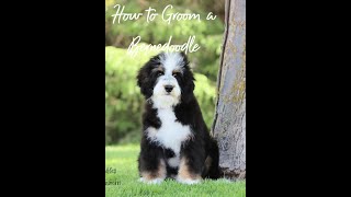 How To Groom Your Bernedoodle at Home [upl. by Yeo]