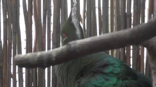 Livingstones Turaco sings [upl. by Gillett491]