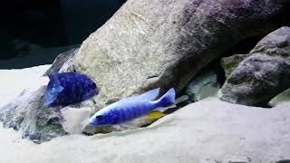 Sciaenochromis Fryeri Iceberg HD [upl. by Pahl620]