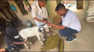 Ruminal acidity in goat  Bakre Ke pet Mai Pani Bol raha hai  Acidosis ka illaj fayeemvlogs [upl. by Denison]