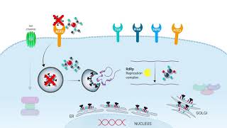 COVID19 Animation  SARSCoV2 infection and treatment  InvivoGen [upl. by Tull]