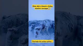 Videoga like bosib ketamiz kanalga obuna bo‘ling respect animals sigirlar buqalar respect [upl. by Torry]