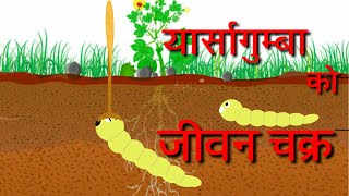 Nepali यार्सागुम्बा काे जीवन चक्र  lifecycle of yarsha gumba Ophiocordysis sinensis [upl. by Anirret]