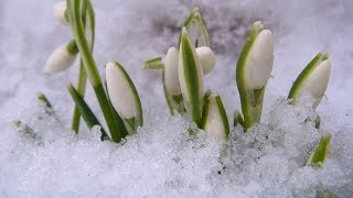 Giovanni Marradi  Lultima neve di Primavera [upl. by Naelcm]