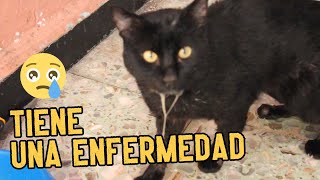 Mi gato tiene gingivitis y estomatitis mi experiencia con su enfermedad [upl. by Ayela]