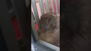 wild rat in the cage short trending rat shorts cuteanimals viralvideo foryou animals usa [upl. by Egwan700]