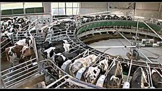 When cows go to carousel  The intelligent cowshed [upl. by Boy912]