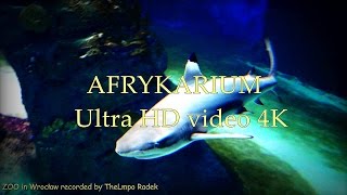 AFRYKARIUM  ZOO in Wrocław  Ultra HD video 4K [upl. by Aicilehp]