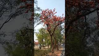 Butea Monosperma Jharkhand [upl. by Acsisnarf]