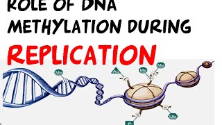 DNA methylation in DNA replication regulation [upl. by Burris]