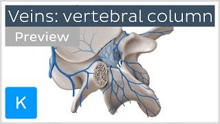 Veins of the Vertebral Column preview  Human Anatomy  Kenhub [upl. by Asemaj]