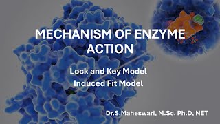 Mechanism of Enzyme Action  Lock amp Key  Induced Fit Model [upl. by Fairfax677]