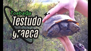 Tosbağa  Testudo graeca  Mediterranean Spurthighed Tortoise [upl. by Nalad]