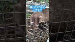 柿どろぼうを捕まえましたアナグママタマタ 爬虫類飼育 癒し [upl. by Claudina]