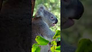 Koala Quickie 30 Seconds of Eucalyptus Bliss information animals [upl. by Amie]