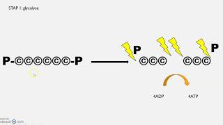 Aerobe dissimilatie van glucose [upl. by Aryahay354]