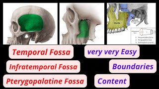 Temporal infratemporal and pterygopalatine fossa content passing temporalfossa infratemporalfossa [upl. by Demeyer108]