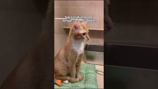 Journey kucing betina neuter  grooming di Catswell 🥹❤️🫶🏻 [upl. by Gilmer]