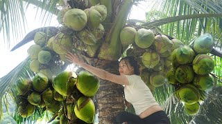 Harvesting sour ear fruit Coconut Banana intestines Squash goes to the market to sell [upl. by Eresed]