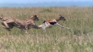 Cheetah  Fastest Running Animal  1080 HD [upl. by Kacerek737]