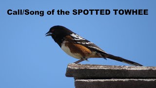 Spotted Towhee Call  Song  Sound  Singing  Nature Shared [upl. by Whelan]