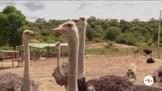 Aprenda cómo establecer la cría de avestruces gracias a una exitosa experiencia  La Finca de Hoy [upl. by Merdith]