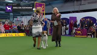 English Foxhounds  Breed Judging 2019 [upl. by Terb]