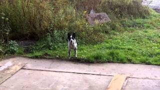 Border Collie Blue Heeler [upl. by Dickens]