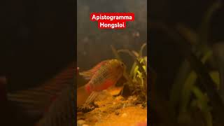 Apistogramma Hongsloi apistogramma dwarfcichlid fishtanktour fish communitytank fish [upl. by Amoritta]