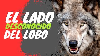 Entre Aullidos y Cazas La Vida Real de los Lobos en su Hábitat [upl. by Mayhs]