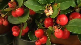 Gaultheria procumbens [upl. by Bottali58]