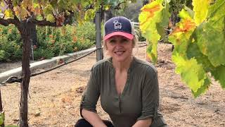 EASY INSTRUCTIONS ON HOW TO PRUNE GRAPE VINES  simplified [upl. by Edie]