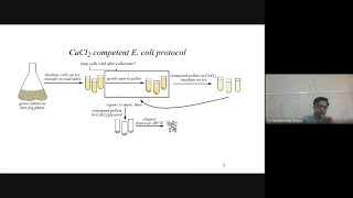 Competent Cells Preparation [upl. by Yrffoeg]